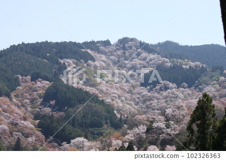 Nara Prefecture World Heritage Yoshino mountain cherry blossom scenery Nara Prefecture World Heritage Yoshino mountain cherry blossom scenery 102326363