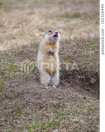 The gopher is standing on its hind legs and looking around. Close-up, portrait of a rodent 102326449