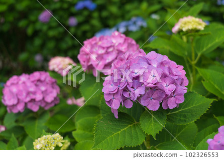 盛開的繡球花 102326553