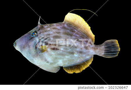 A male filefish against a black background (a retouched image in a cutout style). A male filefish against a black background (a retouched image in a cutout style). 102326647