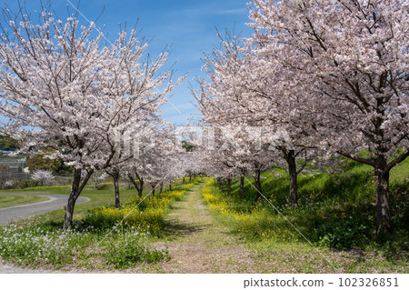 島原雲雀山花卉公園 - 舊島原芝櫻公園 102326851
