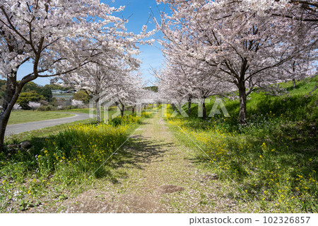 島原雲雀山花卉公園 - 舊島原芝櫻公園 102326857