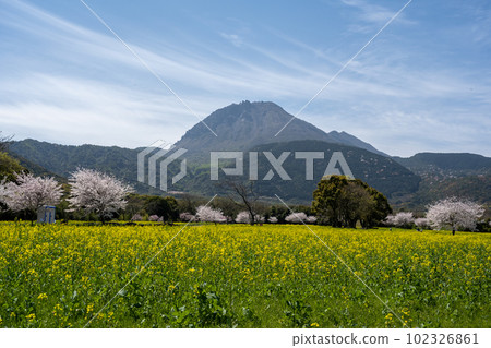島原雲雀山花卉公園 - 舊島原芝櫻公園 島原雲雀山花卉公園 - 舊島原芝櫻公園 102326861