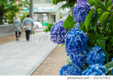 Hydrangea blooming on the approach to Matsudo Shrine and a back view of a person wearing a happi coat 102327003