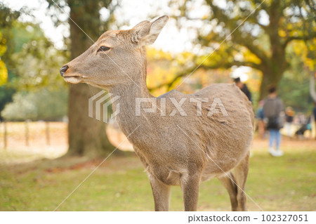 奈良公園溫柔的小鹿和四季美麗的風景 奈良公園溫柔的小鹿和四季美麗的風景 102327051