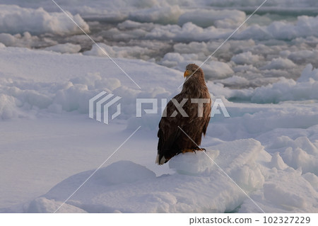 Steller's sea eagle on drift ice Steller's sea eagle on drift ice 102327229