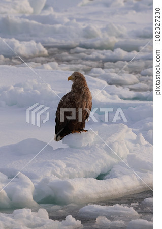 斯特勒的海鷹在流冰上 102327230