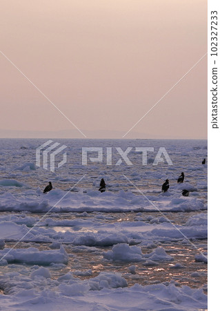 Steller's sea eagle on drift ice Steller's sea eagle on drift ice 102327233
