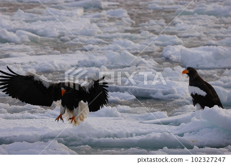Steller's sea eagle on drift ice 102327247