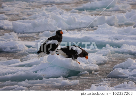 Steller's sea eagle on drift ice 102327263