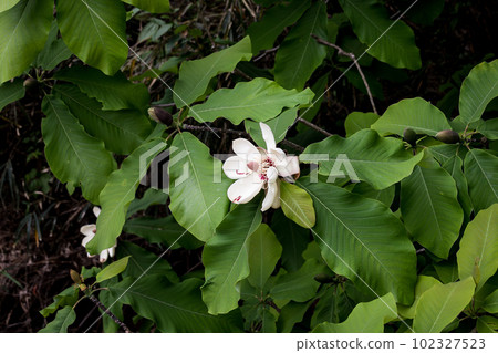 Magnolia tree flowers blooming in early summer Magnolia tree flowers blooming in early summer 102327523
