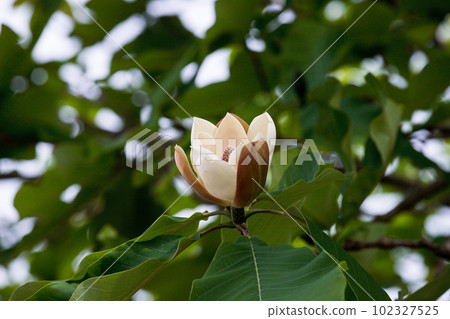 開花在初夏的玉蘭樹花 開花在初夏的玉蘭樹花 102327525