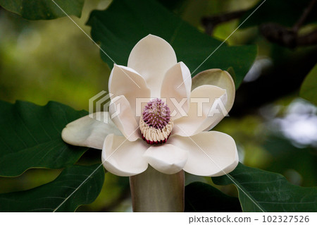 Magnolia tree flowers blooming in early summer Magnolia tree flowers blooming in early summer 102327526