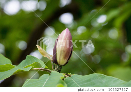 開花在初夏的玉蘭樹花 開花在初夏的玉蘭樹花 102327527