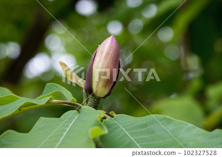 Magnolia tree flowers blooming in early summer 102327528