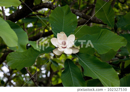 開花在初夏的玉蘭樹花 開花在初夏的玉蘭樹花 102327530