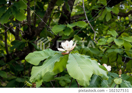 開花在初夏的玉蘭樹花 102327531
