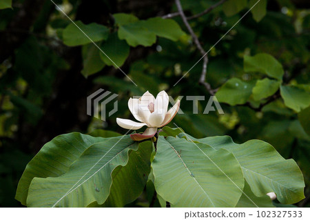 開花在初夏的玉蘭樹花 開花在初夏的玉蘭樹花 102327533