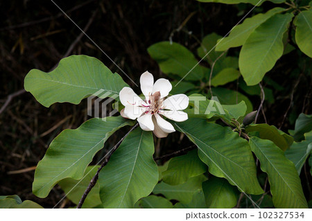 開花在初夏的玉蘭樹花 開花在初夏的玉蘭樹花 102327534