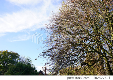 秋天風景枯枝 秋天風景枯枝 102327601