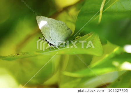 森林深處新紀錄美麗背景下的灰蝶身影(使用微距鏡頭,戶外特寫攝影) 森林深處新紀錄美麗背景下的灰蝶身影(使用微距鏡頭,戶外特寫攝影) 102327795