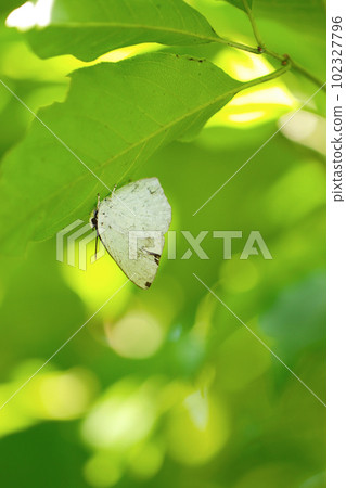 森林深處新紀錄美麗背景下的灰蝶身影（使用微距鏡頭，戶外特寫攝影） 102327796