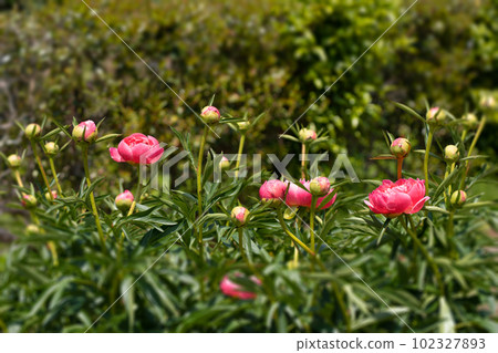 五月陽光牡丹初開 102327893