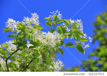 Nanjamonja之花(Hitotsubatago) Nanjamonja之花(Hitotsubatago) 102327931