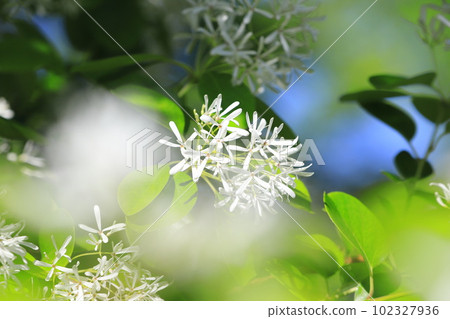 Nanjamonja之花(Hitotsubatago) Nanjamonja之花(Hitotsubatago) 102327936