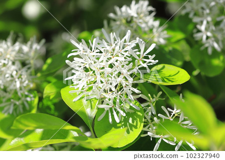 Nanjamonja no Hana (Chionanthus retusus) 102327940