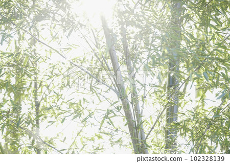 明亮的光線和竹子 102328139