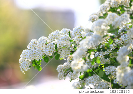 Kodemari 花 102328155