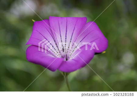 紫色女王 1 102328188