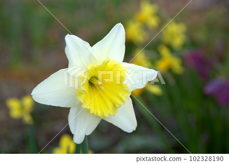 Trumpet daffodil 102328190