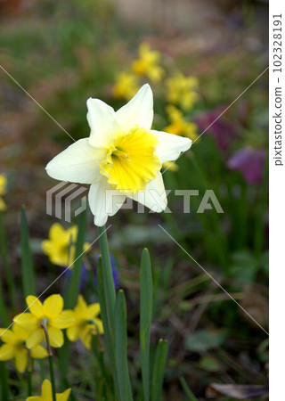 水仙 102328191