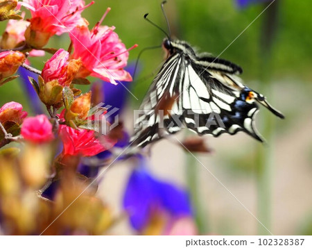 Papilio machaon (flying yellow swallowtail) on a red azalea flower Papilio machaon (flying yellow swallowtail) on a red azalea flower 102328387