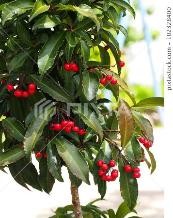 Manryo red berries and green leaves (Enkoji garden) Manryo red berries and green leaves (Enkoji garden) 102328400