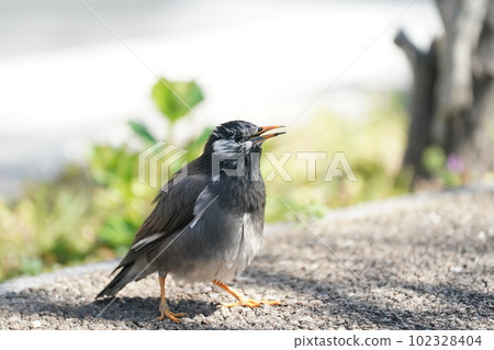 一隻八哥在春天的公園裡尋找食物 一隻八哥在春天的公園裡尋找食物 102328404