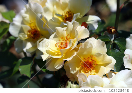 Four-season roses with wavy golden petals "Kinrenho" (using a macro lens, outdoor close-up photography) 102328448
