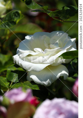 Pure white rose flower "Appreciation (Made in Japan)" (using a macro lens, outdoor close-up photography) 102328454