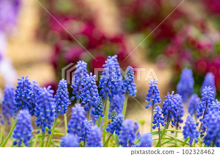 開花在花床上的Muskari 開花在花床上的Muskari 102328462