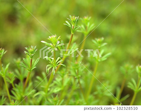 綠草特寫 102328510