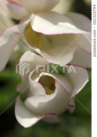 A white tulip flower with a pink border taken from above (using a macro lens, outdoor close-up photography) 102328704