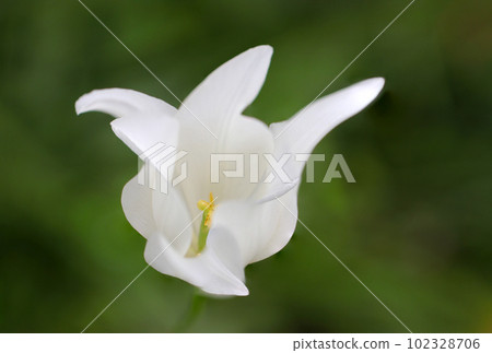 White tulip flowers, dark green background (using a macro lens, outdoor close-up photography) 102328706