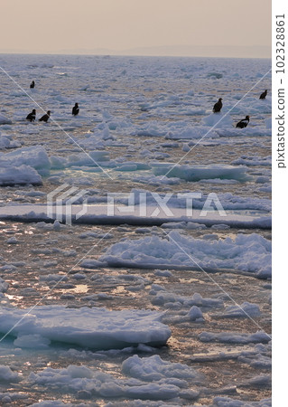 Steller's sea eagle on drift ice Steller's sea eagle on drift ice 102328861