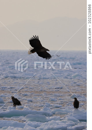 Steller's sea eagle on drift ice Steller's sea eagle on drift ice 102328866