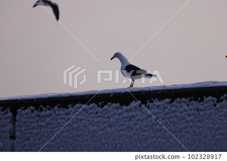Wild birds perching on the embankment of Rausu fishing port 102328917