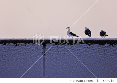 Wild birds perching on the embankment of Rausu fishing port 102328918
