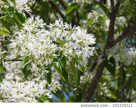 “Nanja Monja”盛開的花朵 “Nanja Monja”盛開的花朵 102329221