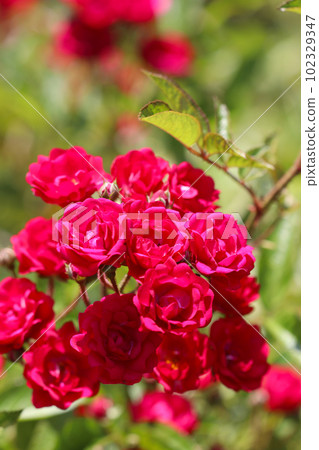火紅的玫瑰“Polyantha Gloria Mundi”花(微距鏡頭外拍) 火紅的玫瑰“Polyantha Gloria Mundi”花(微距鏡頭外拍) 102329347
